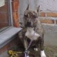 TIERNA?? PERO IMPONENTE Y ES UNA CACHORRA